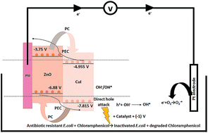 Graphical abstract: Behavioral analysis of simultaneous photo-electro-catalytic degradation of antibiotic resistant E. coli and antibiotic via ZnO/CuI: a kinetic and mechanistic study