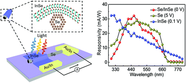 Graphical abstract: A mixed-dimensional 1D Se–2D InSe van der Waals heterojunction for high responsivity self-powered photodetectors