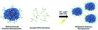 Graphical abstract: A novel method for PEGylation of chitosan nanoparticles through photopolymerization