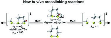 Graphical abstract: Nucleophilic substitution reactions of cyclic thiosulfinates are accelerated by hyperconjugative interactions