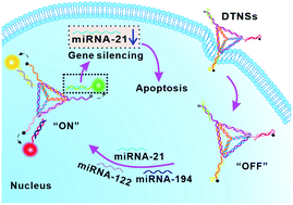 Graphical abstract: Accurate cancer cell identification and microRNA silencing induced therapy using tailored DNA tetrahedron nanostructures