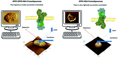 Graphical abstract: Topographical and mechanical properties of liposome surfaces harboring Na,K-ATPase by means of atomic force microscopy