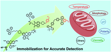 Graphical abstract: Immobilizable fluorescent probes for monitoring the mitochondria microenvironment: a next step from the classic