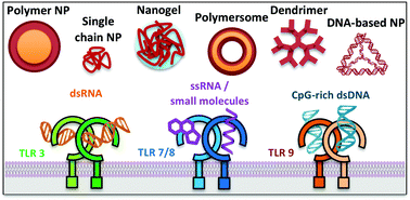 Graphical abstract: Nucleic acids presenting polymer nanomaterials as vaccine adjuvants