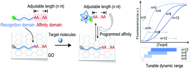 Graphical abstract: Graphene–nucleic acid biointerface-engineered biosensors with tunable dynamic range