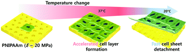 Graphical abstract: Rapid harvesting of stem cell sheets by thermoresponsive bulk poly(N-isopropylacrylamide) (PNIPAAm) nanotopography