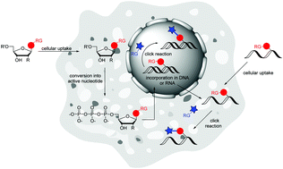 Graphical abstract: Labelling of DNA and RNA in the cellular environment by means of bioorthogonal cycloaddition chemistry