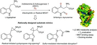 Graphical abstract: Design, synthesis and evaluation of tryptophan analogues as tool compounds to study IDO1 activity