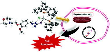 Graphical abstract: Silver(i) complexes of 3-methoxy-4-hydroxybenzaldehyde thiosemicarbazones and triphenylphosphine: structural, cytotoxicity, and apoptotic studies