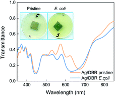 Graphical abstract: Integration of bio-responsive silver in 1D photonic crystals: towards the colorimetric detection of bacteria