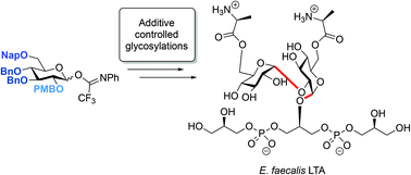 Graphical abstract: Reagent controlled stereoselective synthesis of teichoic acid α-(1,2)-glucans