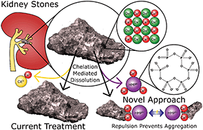 Graphical abstract: Hexametaphosphate as a potential therapy for the dissolution and prevention of kidney stones