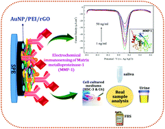 Graphical abstract: Label-free electrochemical immunosensor based on gold nanoparticle/polyethyleneimine/reduced graphene oxide nanocomposites for the ultrasensitive detection of cancer biomarker matrix metalloproteinase-1