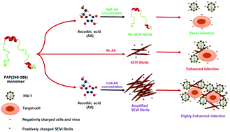 Graphical abstract: Dual concentration-dependent effect of ascorbic acid on PAP(248–286) amyloid formation and SEVI-mediated HIV infection