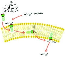 Graphical abstract: Structurally screening calixarenes as peptide transport activators