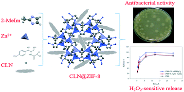 Graphical abstract: Facile and single-step entrapment of chloramphenicol in ZIF-8 and evaluation of its performance in killing infectious bacteria with high loading content and controlled release of the drug