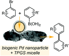 Graphical abstract: Micellar catalysis of the Suzuki Miyaura reaction using biogenic Pd nanoparticles from Desulfovibrio alaskensis