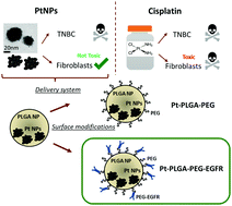 Graphical abstract: Poly(lactic-co-glycolic acid) encapsulated platinum nanoparticles for cancer treatment