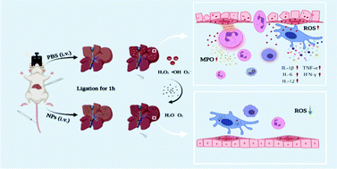 Graphical abstract: An antioxidant nanodrug protects against hepatic ischemia–reperfusion injury by attenuating oxidative stress and inflammation
