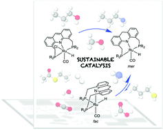 Graphical abstract: Sustainable catalysis with fluxional acridine-based PNP pincer complexes