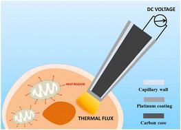 Graphical abstract: Single-cell thermometry with a nanothermocouple probe