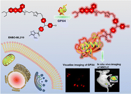 Graphical abstract: A near-infrared GPX4 fluorescent probe for non-small cell lung cancer imaging