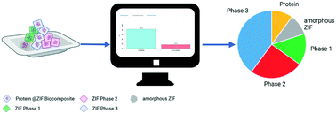 Graphical abstract: App-based quantification of crystal phases and amorphous content in ZIF biocomposites