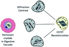 Graphical abstract: Diffraction contrast in cryo-scanning transmission electron tomography reveals the boundary of hemozoin crystals in situ