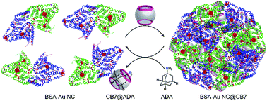 Graphical abstract: Higher-order assembly of BSA gold nanoclusters using supramolecular host–guest chemistry: a 40% absolute fluorescence quantum yield