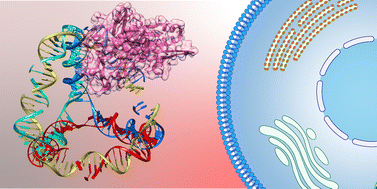 Graphical abstract: Uptake and stability of DNA nanostructures in cells: a cross-sectional overview of the current state of the art