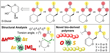 Graphical abstract: Variations around the presence and position of sulfur in sugar-derived cyclic monomers: influence on polymerisation thermodynamics, polymer sequence and thermal properties