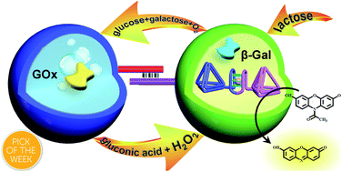 Graphical abstract: Biocatalytic cascades and intercommunicated biocatalytic cascades in microcapsule systems