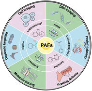 Graphical abstract: Shedding light on cellular dynamics: the progress in developing photoactivated fluorophores