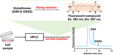 Graphical abstract: Simultaneous determination of intracellular reduced and oxidized glutathiones by the König reaction