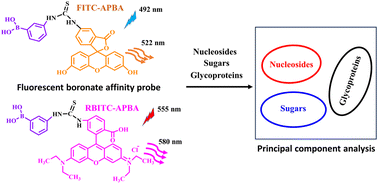 Graphical abstract: Discrimination of cis-diol-containing molecules using fluorescent boronate affinity probes by principal component analysis