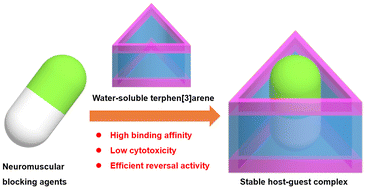 Graphical abstract: Water-soluble terphen[3]arene macrocycle: a versatile reversal agent of neuromuscular blockers