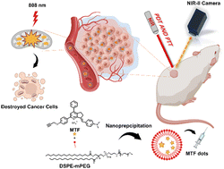 Graphical abstract: Mitochondria-targeted fluorophores for in vivo NIR-II imaging-guided PDT/PTT