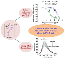 Graphical abstract: A bis-quinoline ruthenium(ii) arene complex with submicromolar cytotoxicity in castration-resistant prostate cancer cells