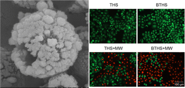 Graphical abstract: Construction of BaTiO3–TiO2 hollow sphere heterojunctions for enhanced microwave dynamic therapy in cancer treatment