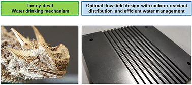 Graphical abstract: A nature-inspired solution for water management in flow fields for electrochemical devices