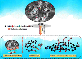 Graphical abstract: Biological calcium carbonate enhanced the ability of biochar to passivate antimony and lead in soil