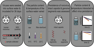 Graphical abstract: Temperature and particles interact to affect human norovirus and MS2 persistence in surface water