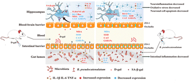 Graphical abstract: Bifidobacterium pseudocatenulatum NCU-08 ameliorated senescence via modulation of the AMPK/Sirt1 signaling pathway and gut microbiota in mice