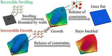 Graphical abstract: Biomimetic growth in polymer gels