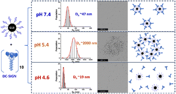 Graphical abstract: Probing the pH-dependency of DC-SIGN/R multivalent lectin–glycan interactions using polyvalent glycan-gold nanoparticles