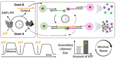 Graphical abstract: Transient co-assemblies of micron-scale colloids regulated by ATP-fueled reaction networks