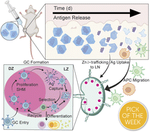 Graphical abstract: A scalable synthesis of adjuvanting antigen depots based on metal–organic frameworks