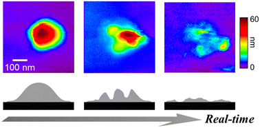 Graphical abstract: Single microgel degradation governed by heterogeneous nanostructures