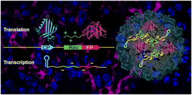 Graphical abstract: Self-assembly of a fluorescent virus-like particle for imaging in tissues with high autofluorescence