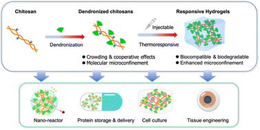Graphical abstract: Dendronization of chitosan to afford unprecedent thermoresponsiveness and tunable microconfinement